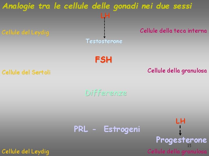 Analogie tra le cellule delle gonadi nei due sessi LH Cellule della teca interna