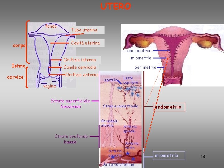 UTERO fondo Tuba uterina Cavità uterina corpo endometrio miometrio Orifizio interno Istmo perimetrio Canale