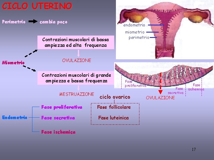 CICLO UTERINO Perimetrio cambia poco endometrio Contrazioni muscolari di bassa ampiezza ed alta frequenza