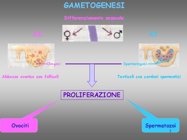 GAMETOGENESI Differenziamento sessuale XX XY Ovogoni Abbozzo ovarico con follicoli Spermatogoni Testicoli con cordoni