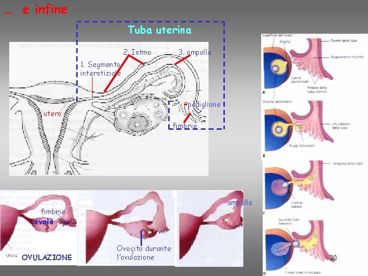 … e infine Tuba uterina 2. Istmo 3. ampolla 1. Segmento interstiziale padiglione utero