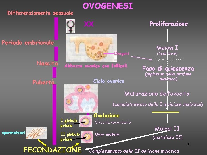 Differenziamento sessuale OVOGENESI XX Proliferazione Periodo embrionale Ovogoni Nascita Abbozzo ovarico con follicoli Ciclo