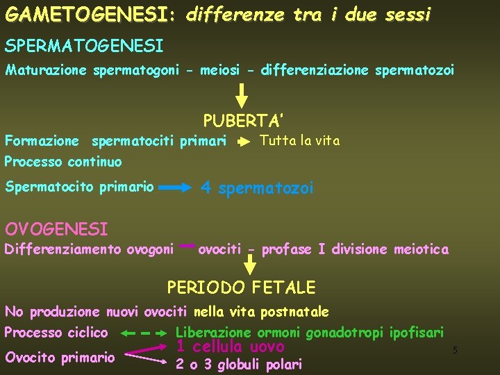 GAMETOGENESI: differenze tra i due sessi SPERMATOGENESI Maturazione spermatogoni - meiosi - differenziazione spermatozoi