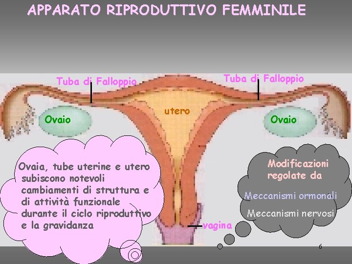 APPARATO RIPRODUTTIVO FEMMINILE Tuba di Falloppio Ovaio Ovaia, tube uterine e utero subiscono notevoli