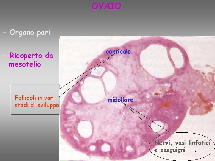 OVAIO - Organo pari - Ricoperto da mesotelio Follicoli in vari stadi di sviluppo