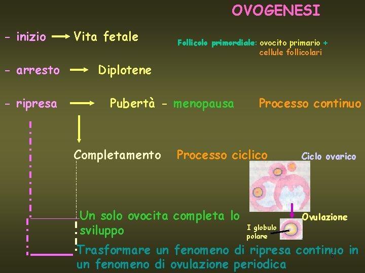OVOGENESI - inizio - arresto - ripresa Vita fetale Follicolo primordiale: ovocito primario +