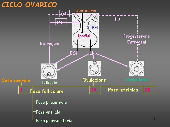 CICLO OVARICO Ipotalamo (-) (+) Gn. RH ipofisi Progesterone Estrogeni FSH Ciclo ovarico 1