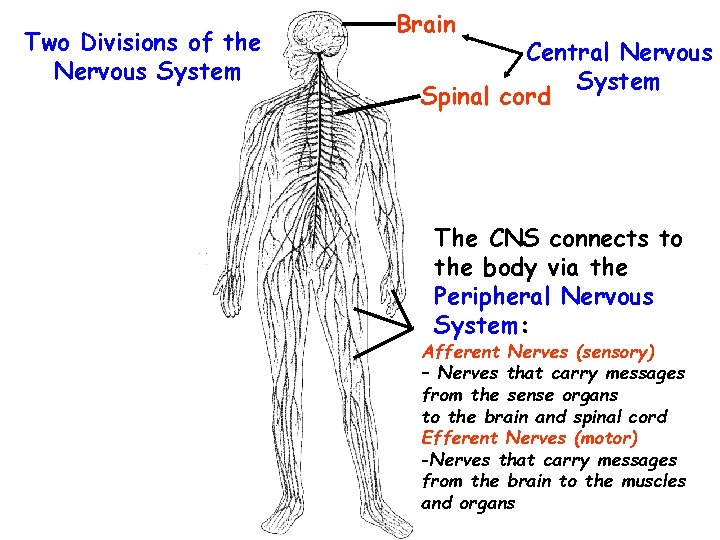 Two Divisions of the Nervous System Brain Central Nervous System Spinal cord The CNS