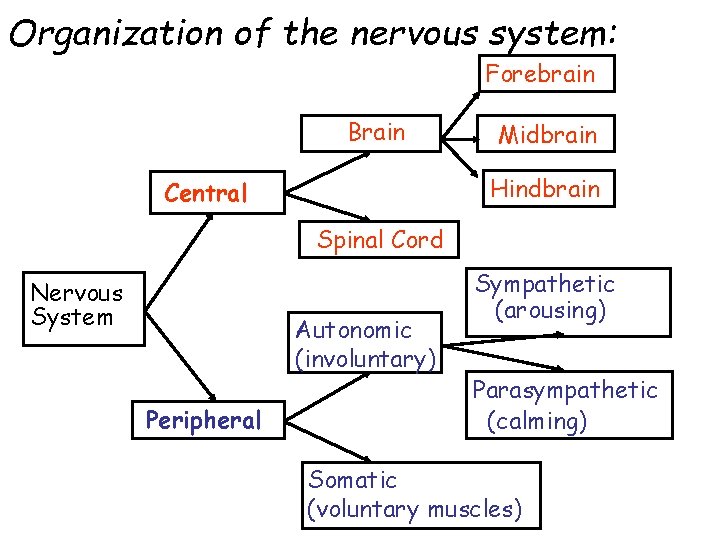 Organization of the nervous system: Forebrain Brain Midbrain Hindbrain Central Spinal Cord Nervous System