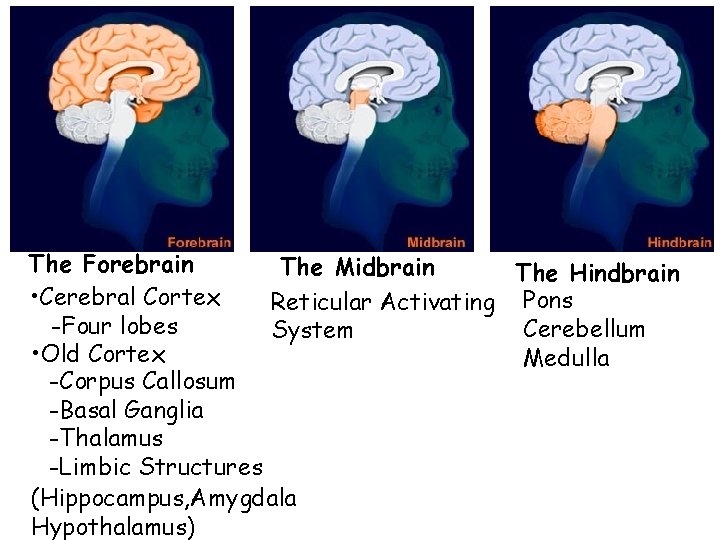The Forebrain The Midbrain The Hindbrain • Cerebral Cortex Reticular Activating Pons -Four lobes
