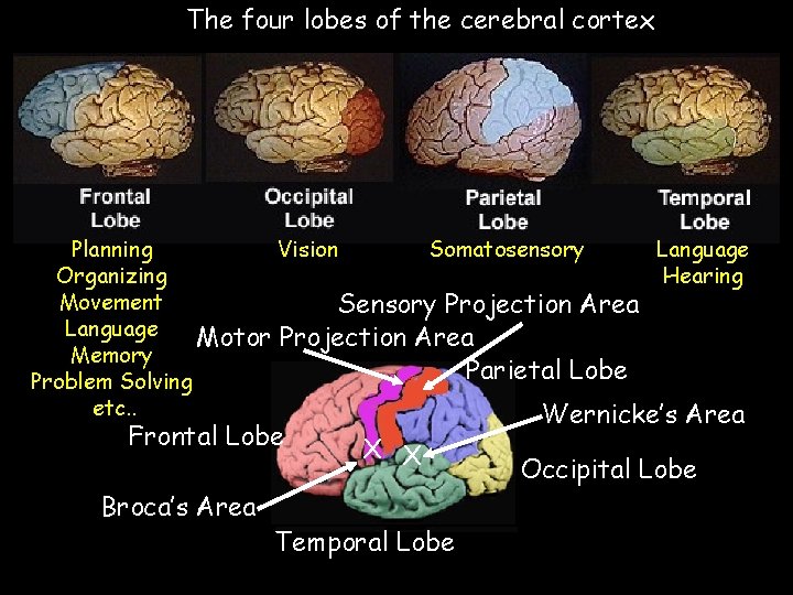 The four lobes of the cerebral cortex Planning Vision Somatosensory Language Organizing Hearing Movement