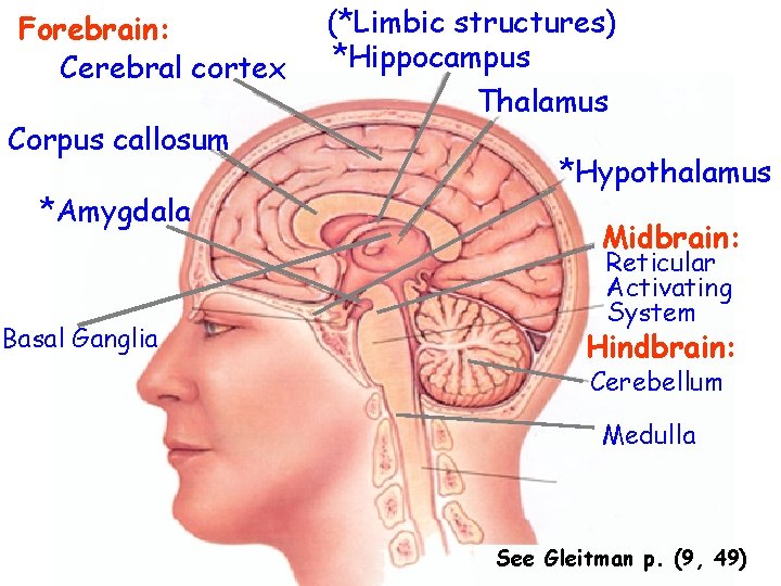 Forebrain: Cerebral cortex Corpus callosum *Amygdala Basal Ganglia (*Limbic structures) *Hippocampus Thalamus *Hypothalamus Midbrain: