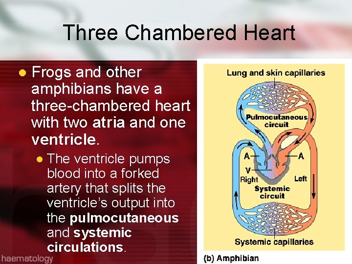 Three Chambered Heart l Frogs and other amphibians have a three-chambered heart with two