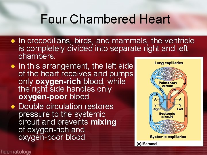 Four Chambered Heart l l l In crocodilians, birds, and mammals, the ventricle is