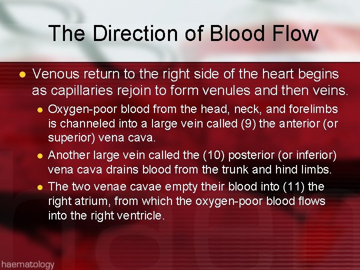 The Direction of Blood Flow l Venous return to the right side of the