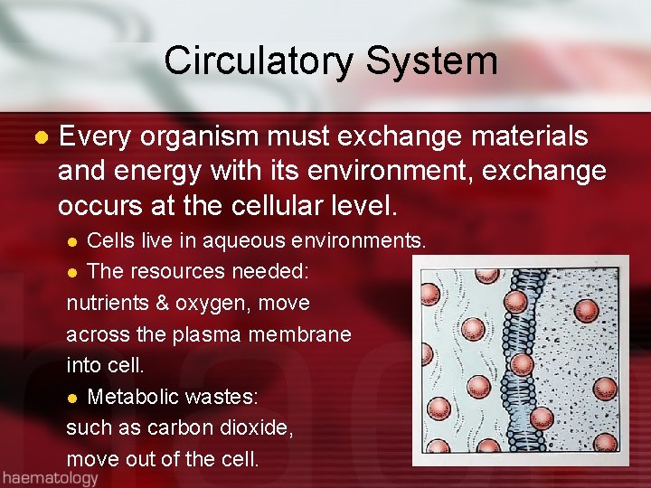 Circulatory System l Every organism must exchange materials and energy with its environment, exchange