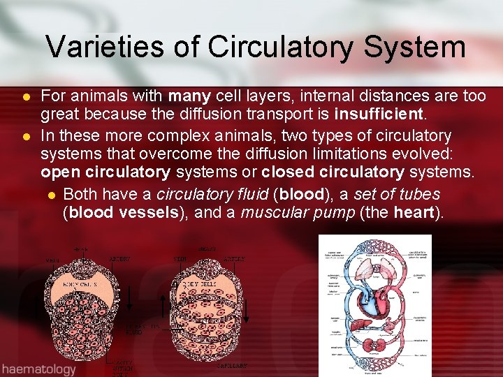 Varieties of Circulatory System l l For animals with many cell layers, internal distances