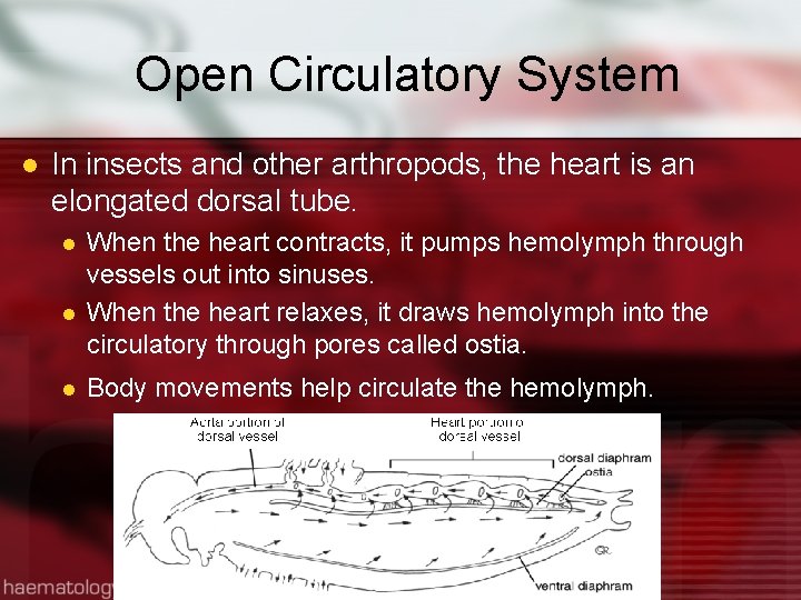 Open Circulatory System l In insects and other arthropods, the heart is an elongated
