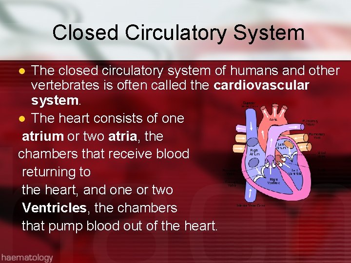 Closed Circulatory System The closed circulatory system of humans and other vertebrates is often