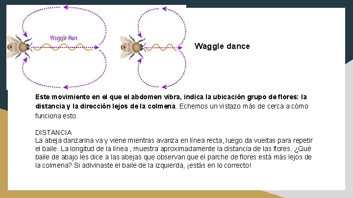 Waggle dance Este movimiento en el que el abdomen vibra, indica la ubicación grupo