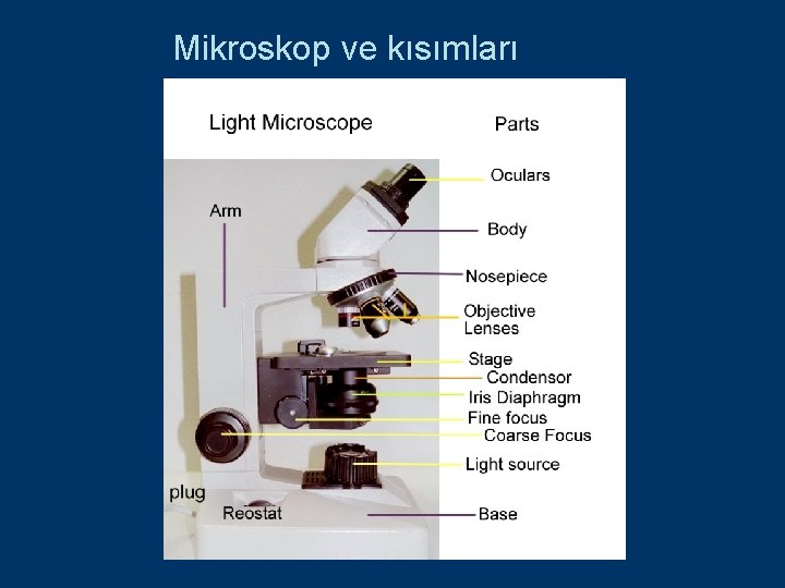 Mikroskop ve kısımları 