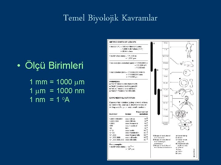 Temel Biyolojik Kavramlar • Ölçü Birimleri 1 mm = 1000 µm 1 µm =