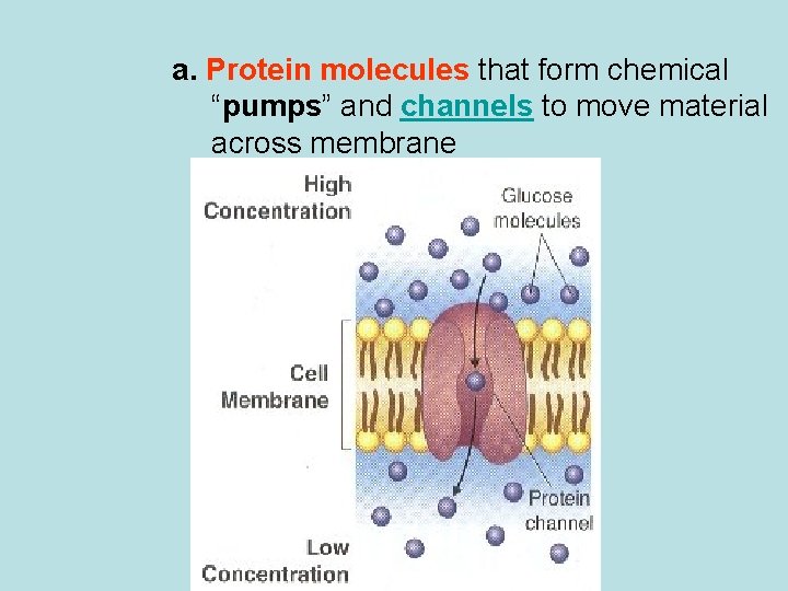 a. Protein molecules that form chemical “pumps” and channels to move material across membrane