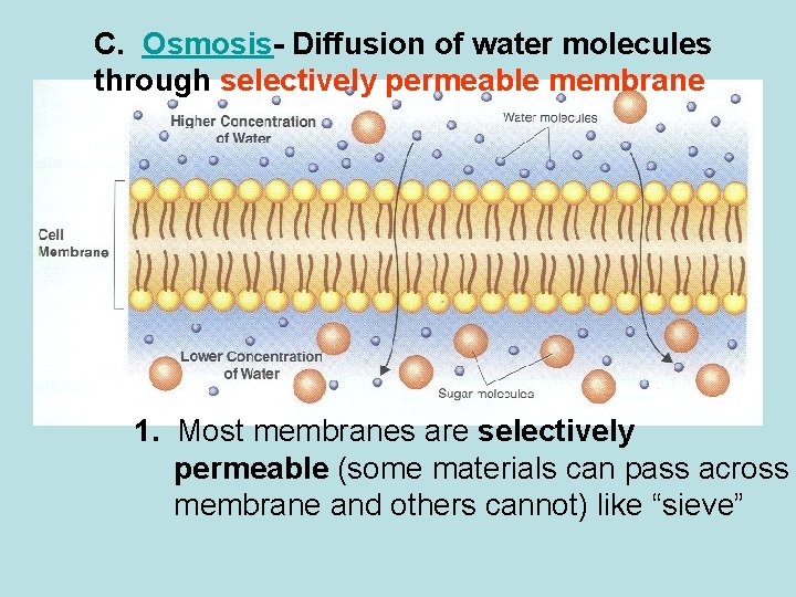 C. Osmosis- Diffusion of water molecules through selectively permeable membrane 1. Most membranes are