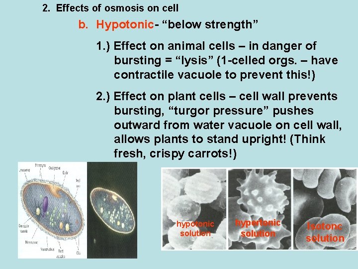 2. Effects of osmosis on cell b. Hypotonic- “below strength” 1. ) Effect on