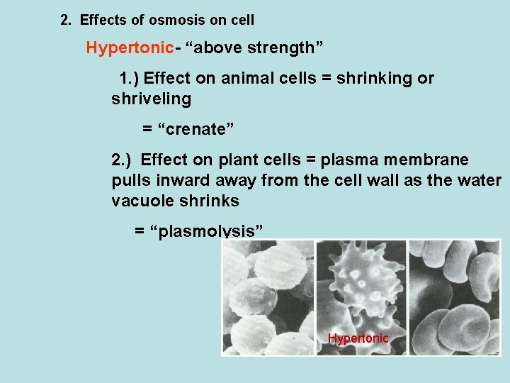 2. Effects of osmosis on cell Hypertonic- “above strength” 1. ) Effect on animal