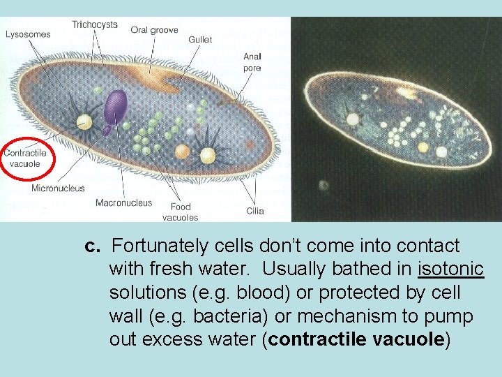 3. Osmotic Pressure- osmosis exerts pressure on hypertonic side of selectively permeable membrane a.