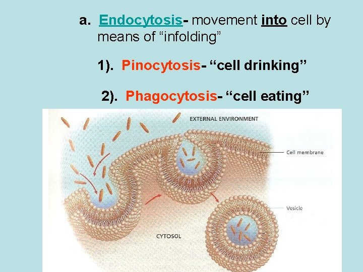 a. Endocytosis- movement into cell by means of “infolding” 1). Pinocytosis- “cell drinking” 2).