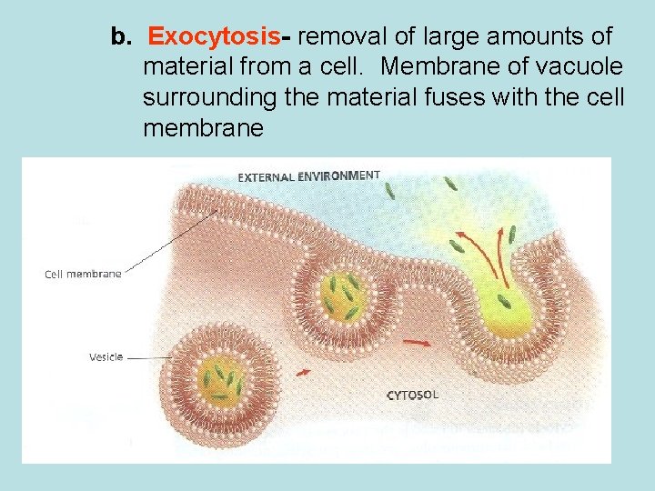 b. Exocytosis- removal of large amounts of material from a cell. Membrane of vacuole