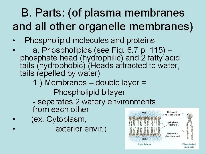 B. Parts: (of plasma membranes and all other organelle membranes) • . Phospholipid molecules