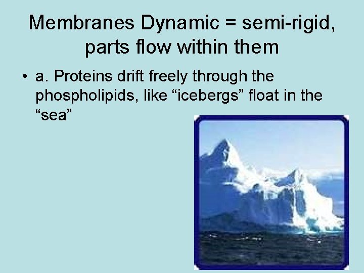 Membranes Dynamic = semi-rigid, parts flow within them • a. Proteins drift freely through