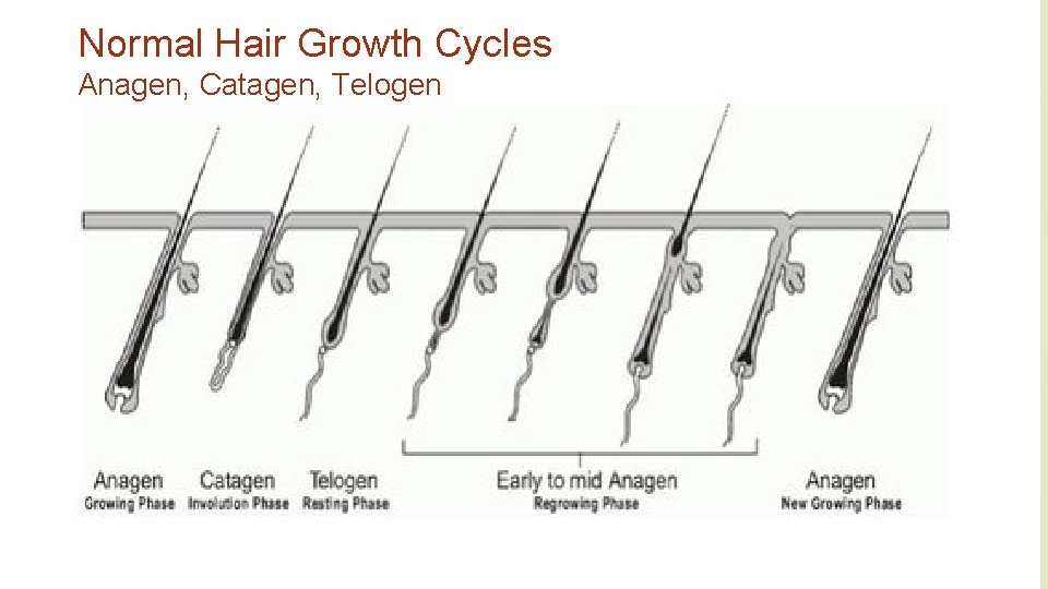 Normal Hair Growth Cycles Anagen, Catagen, Telogen Normal Hair Growth Cycles Anagen, Catagen, Telogen