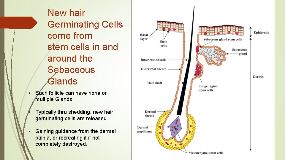 New hair Germinating Cells come from stem cells in and around the Sebaceous Glands New hair Germinating Cells come from stem cells in and around the Sebaceous Glands