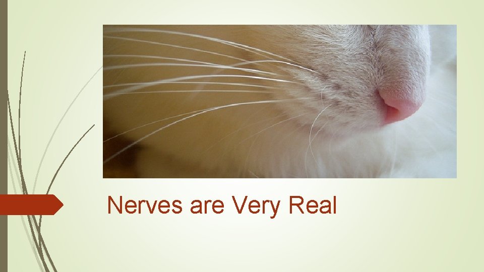 Nerves are Very Real Nerves are Very Real