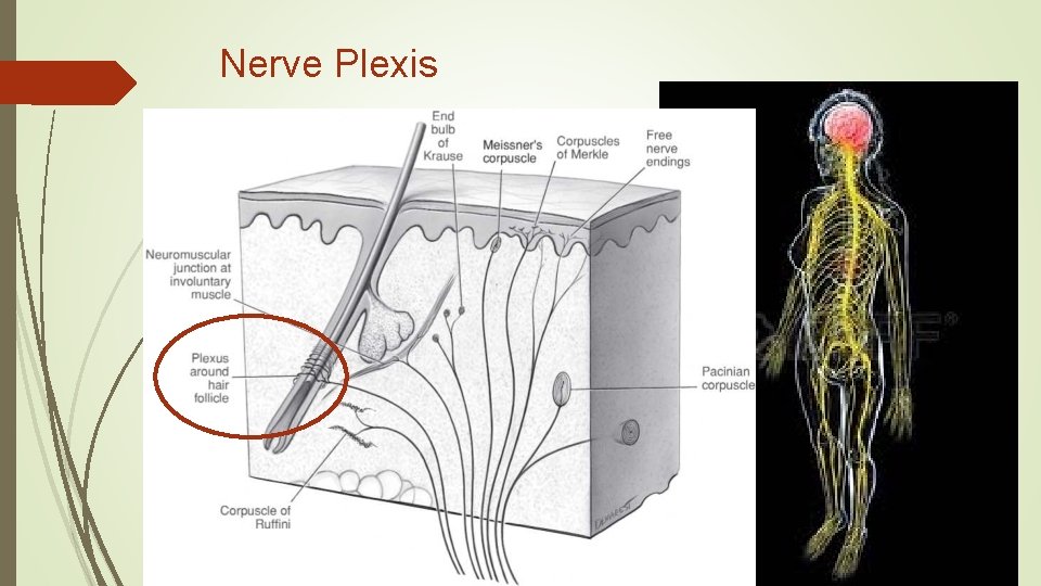 Nerve Plexis Hair plexis Nerve Plexis Hair plexis