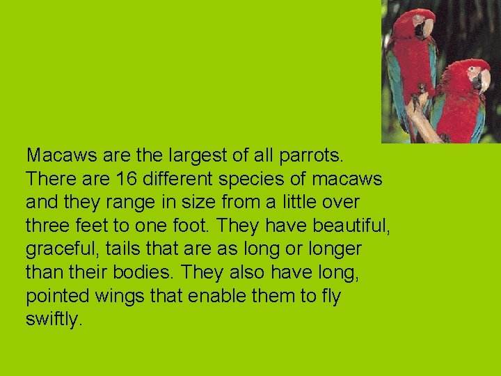 Macaws are the largest of all parrots. There are 16 different species of macaws