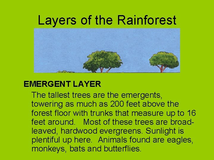 Layers of the Rainforest EMERGENT LAYER The tallest trees are the emergents, towering as