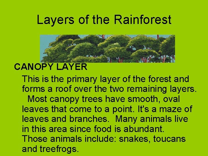 Layers of the Rainforest CANOPY LAYER This is the primary layer of the forest