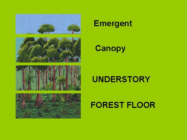 Emergent Canopy UNDERSTORY FOREST FLOOR 