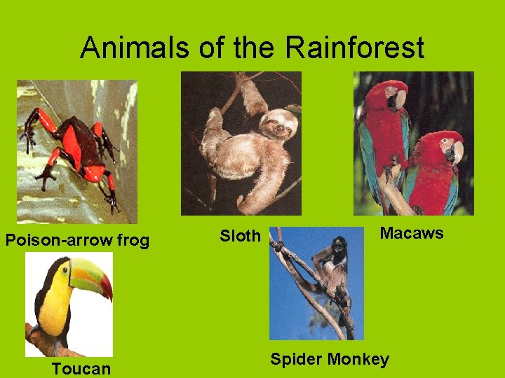 Animals of the Rainforest Poison-arrow frog Toucan Sloth Macaws Spider Monkey 