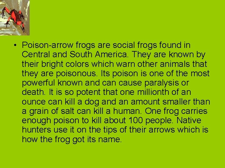  • Poison-arrow frogs are social frogs found in Central and South America. They