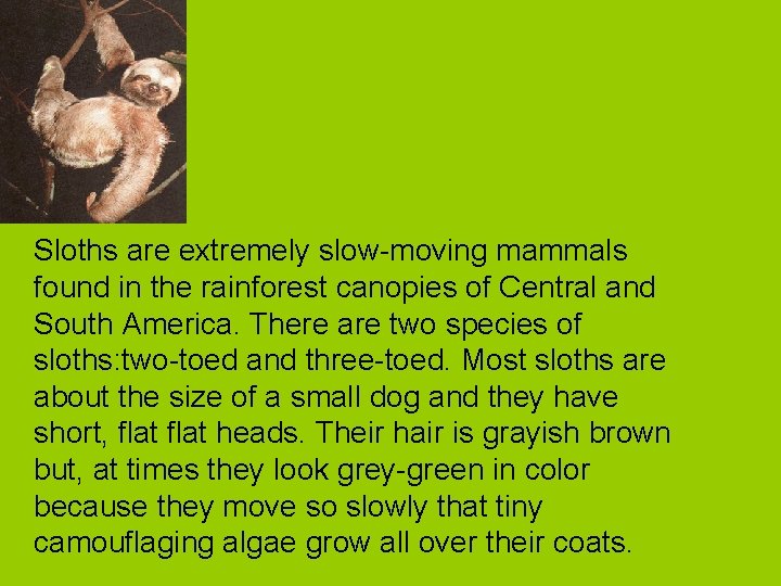 Sloths are extremely slow-moving mammals found in the rainforest canopies of Central and South