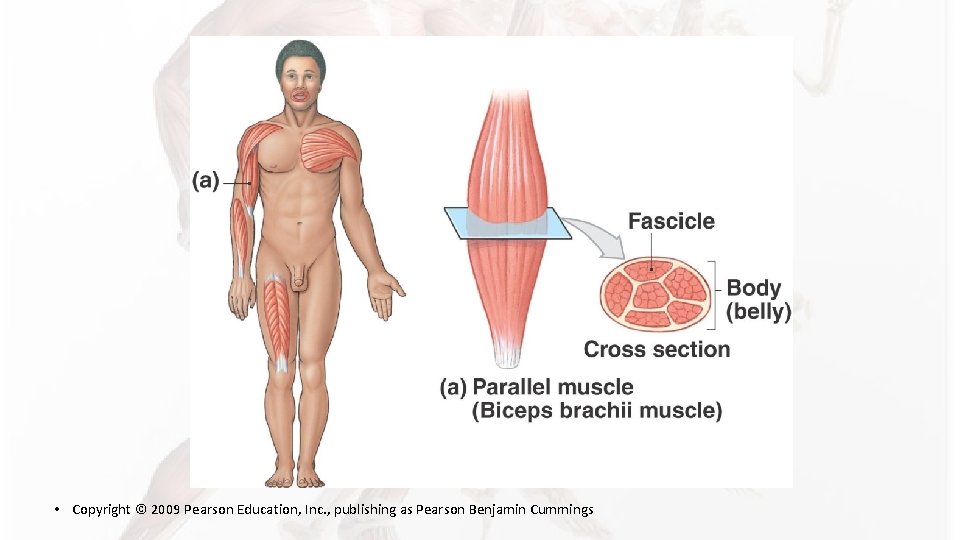 • Copyright © 2009 Pearson Education, Inc. , publishing as Pearson Benjamin Cummings • Copyright © 2009 Pearson Education, Inc. , publishing as Pearson Benjamin Cummings