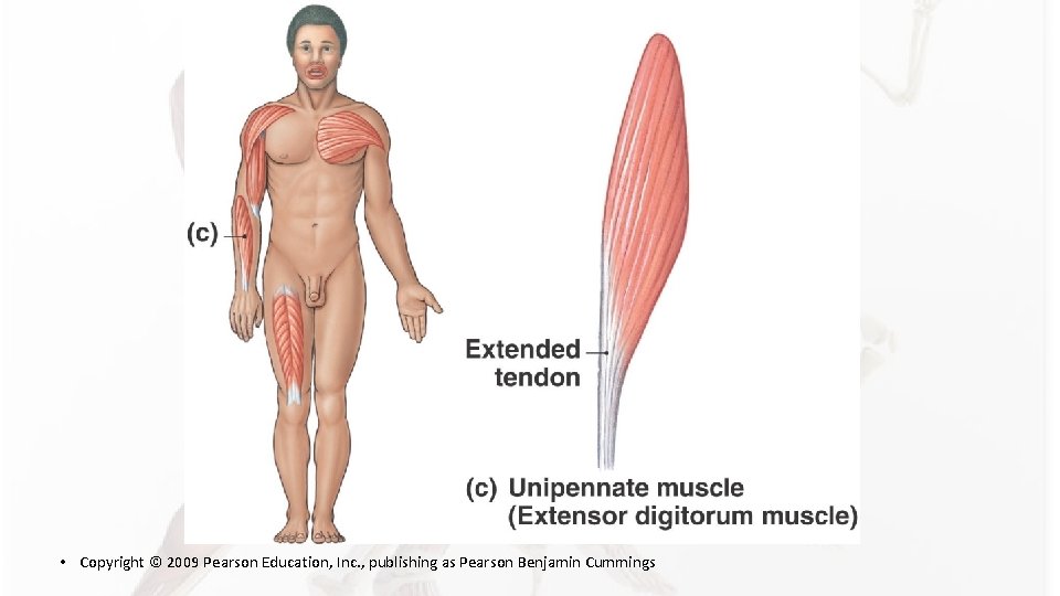 • Copyright © 2009 Pearson Education, Inc. , publishing as Pearson Benjamin Cummings • Copyright © 2009 Pearson Education, Inc. , publishing as Pearson Benjamin Cummings