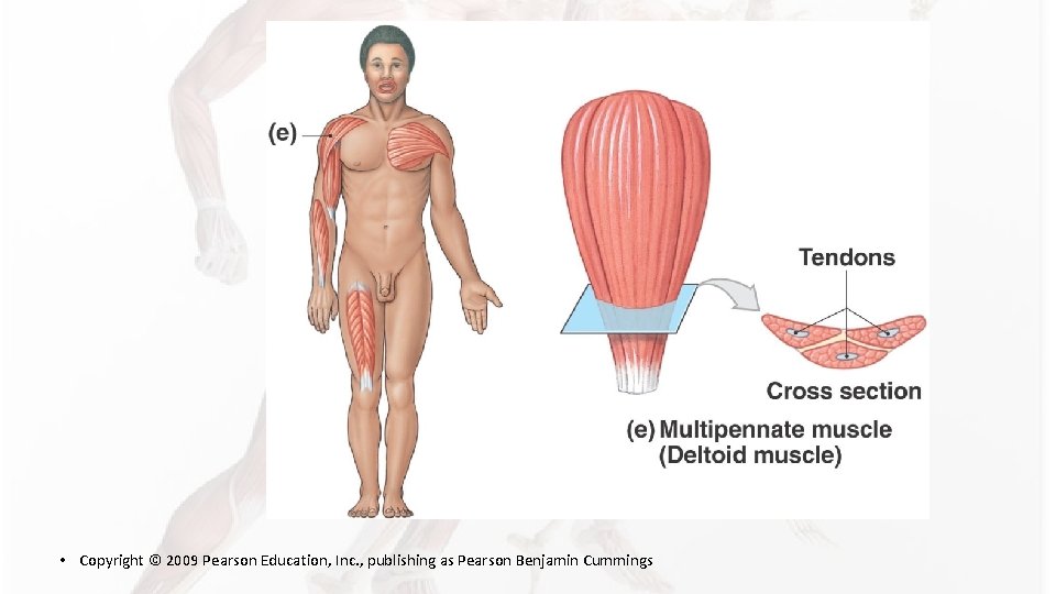 • Copyright © 2009 Pearson Education, Inc. , publishing as Pearson Benjamin Cummings • Copyright © 2009 Pearson Education, Inc. , publishing as Pearson Benjamin Cummings