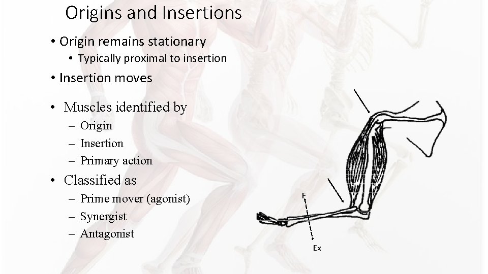 Origins and Insertions • Origin remains stationary • Typically proximal to insertion • Insertion Origins and Insertions • Origin remains stationary • Typically proximal to insertion • Insertion